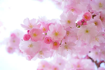 Découvrir la signification du tatouage fleur de cerisier en 2026 : une tendance florissante
