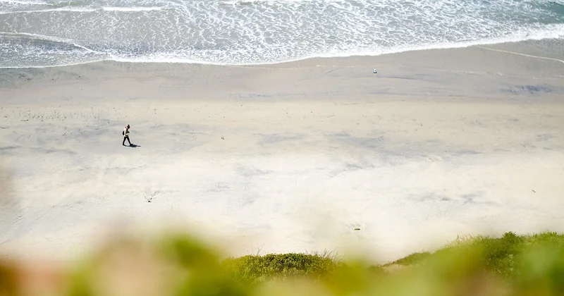 Loni Willison a-t-elle joué dans un film ou dans Alerte à Malibu ?